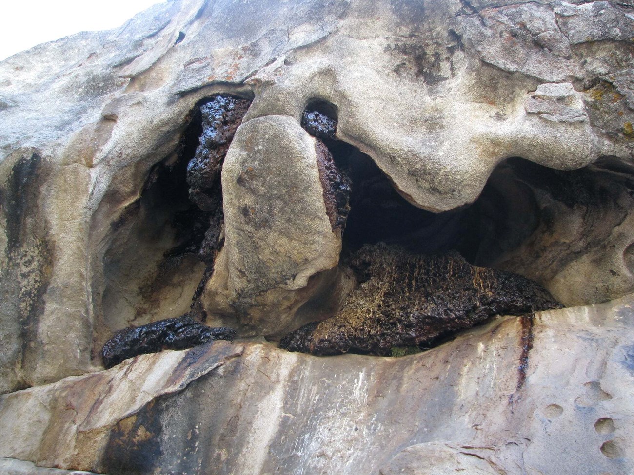 photo of a rock face with eroded openings and rat nests