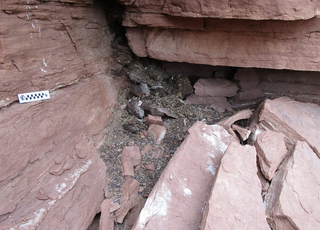 Photo of a crevasse in a layered rock face where debris from a large rat's nest is evident