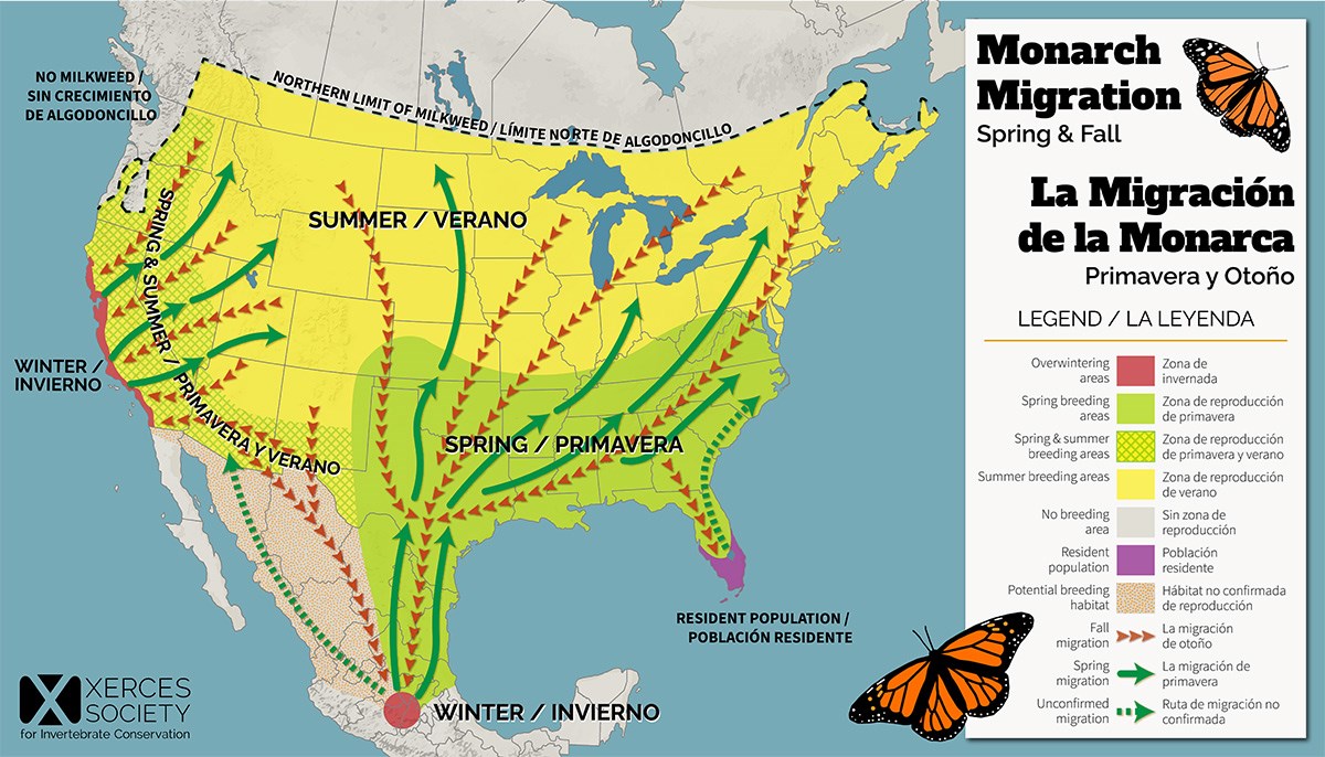Map of monarch migration routes. Map of monarch migration in the United States. Shows north and south migrations between the eastern United States and central Mexico, and between the western United States and coastal California.