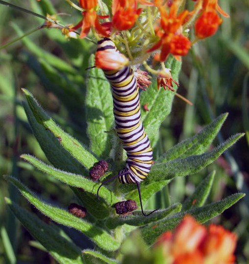 A yellow, white, and black monarch caterpillar on a milkweed with orange flowers