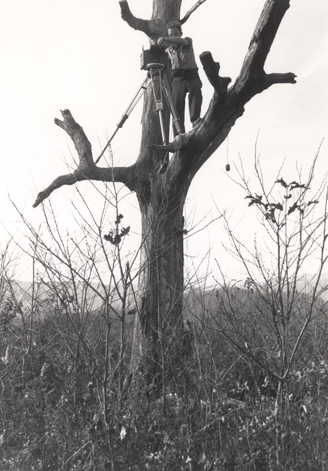 Lester Moe with a camera and tripod in a tree