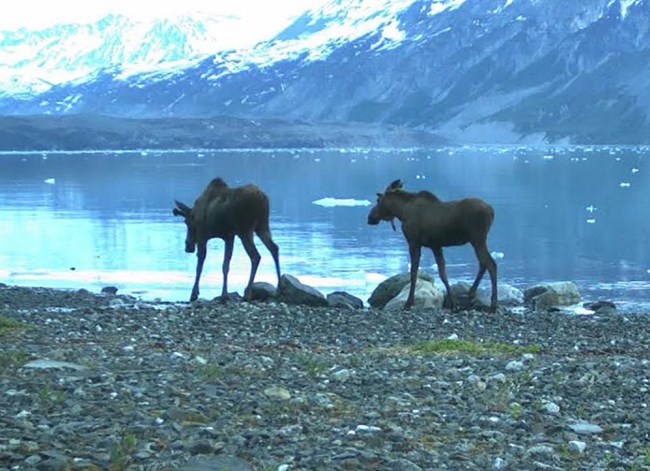 Two moose on the coast at the ocean edge.