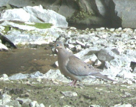 A mourning dove standing on rocks in a cave entrance.