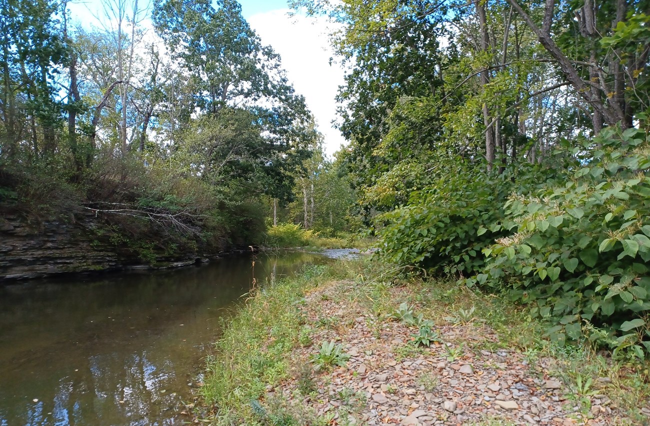 A stream of slow-moving water makes a bend to the right in the photo. In the foreground is a rocky shore with trees and shrubs lining the water’s edge. As the stream bends, it diminishes in the background of more tree growth.