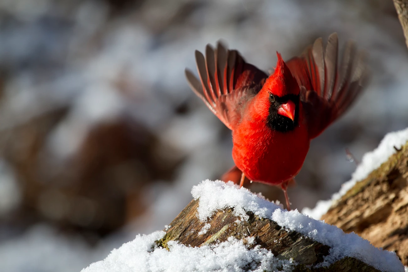 Northern cardinal a red northern cardinal spreads its wings on a snow-covered stump