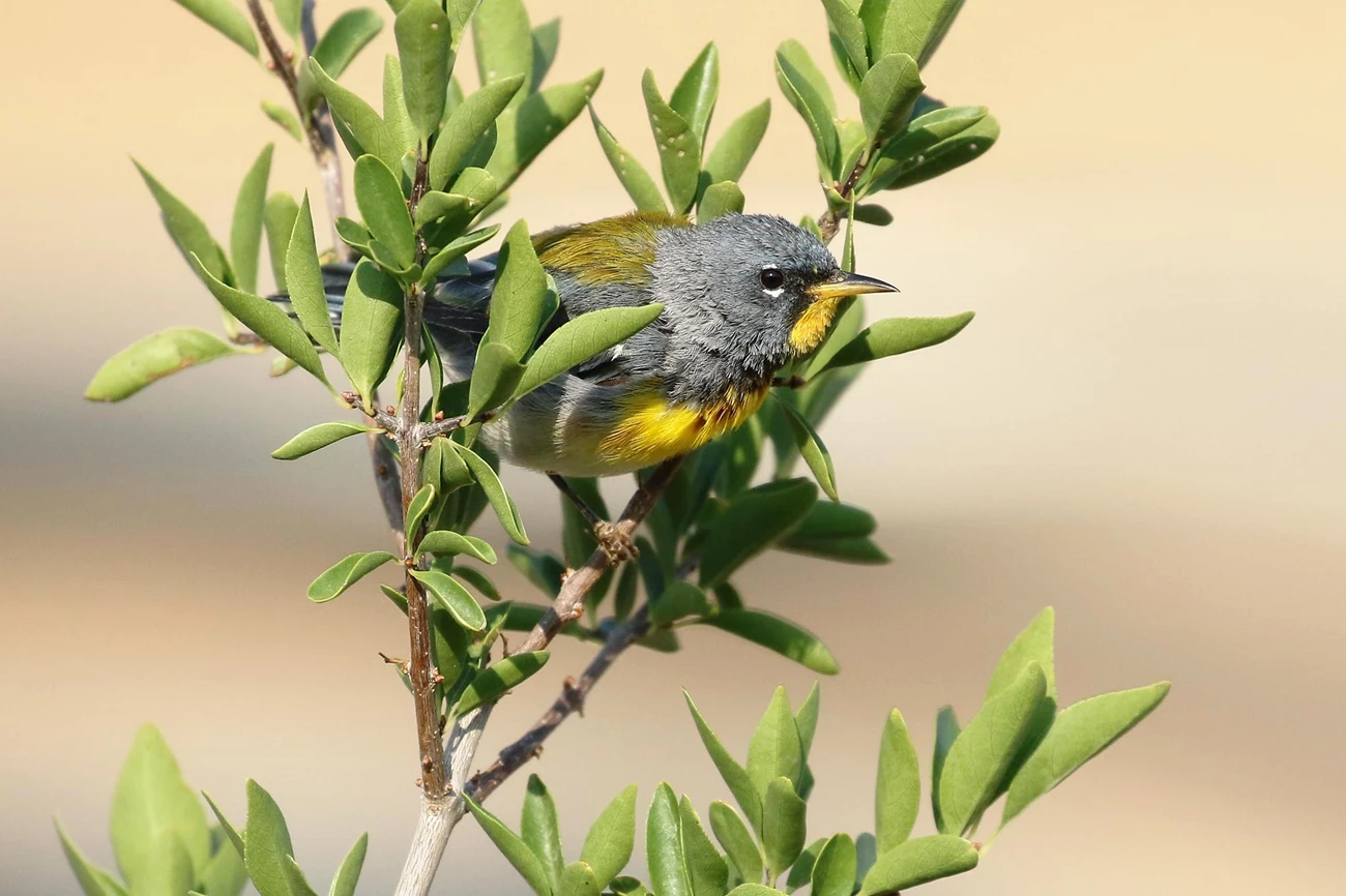 Northern parula at Petrified Forest Small gray, olive, yellow, and red-brown bird with a sharp, slender beak, pausing on the branch of a shrub.