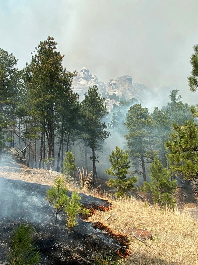 Grasses on a slope below Mount Rushmore are consumed by small flames. Grasses on a slope below Mount Rushmore are consumed by small flames.