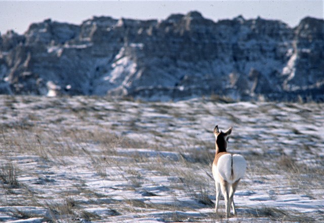 a pronghorn stands with its butt to the camera, facing a snowy butte from a snow-covered grassland.