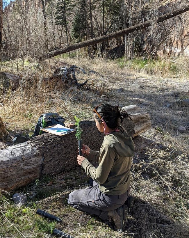 Planting Douglas fir Seedling at Bandelier NP Planting a seedling