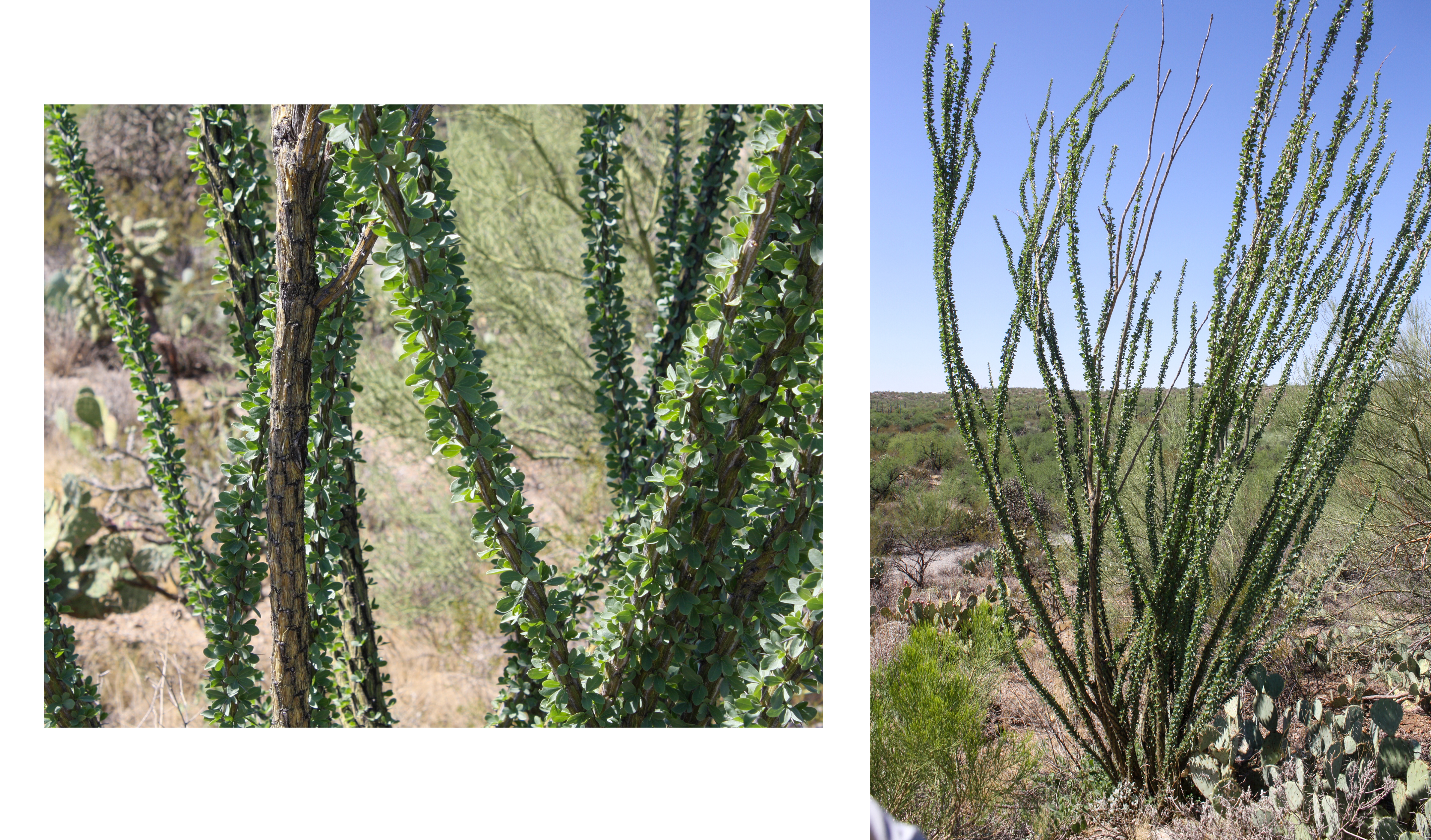Two photos of ocotillo. One is a close-up of a few branches, showing the woody skeleton. The second is a full-plant photo showing the long branches shooting upwards.