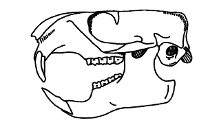 Line drawing of an omnivore skull