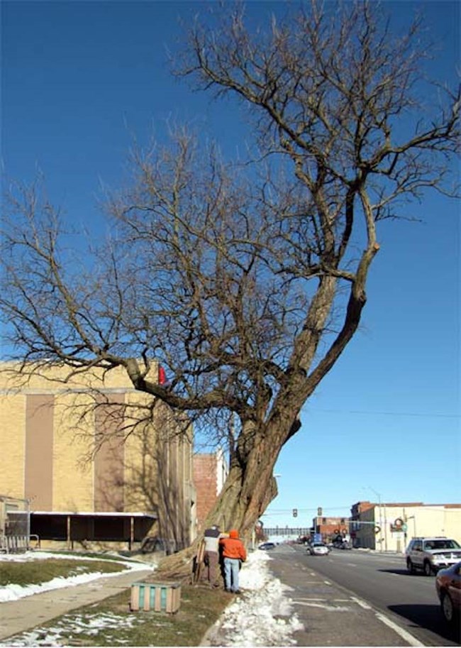 Osage orange tree after initial pruning to reduce lean.