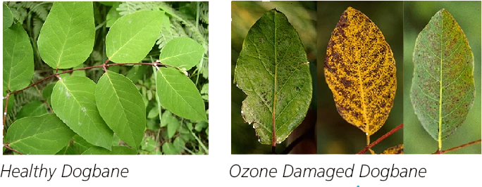 Injury to dogbane leaves Image of healthy dogbane leaves juxtiposed next to three unhealthy leaves in various stages of disease.