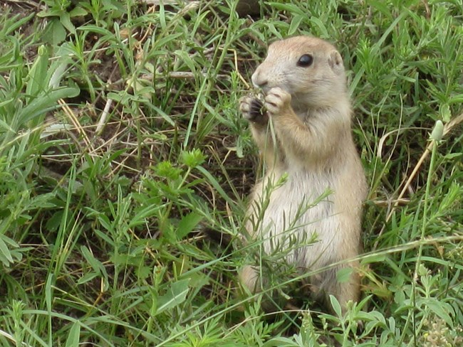 A prairie dog holds vegetation iclose to its mouth.