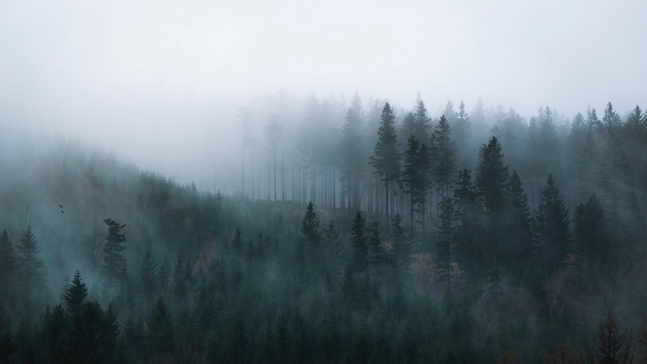 Fog moves through forest Fog moves through an evergreen forest on a mountain