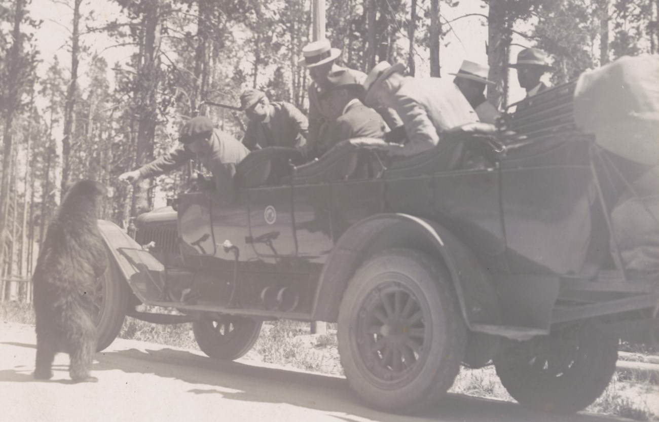 Bear highway robbery A bear begs food from a car full of people