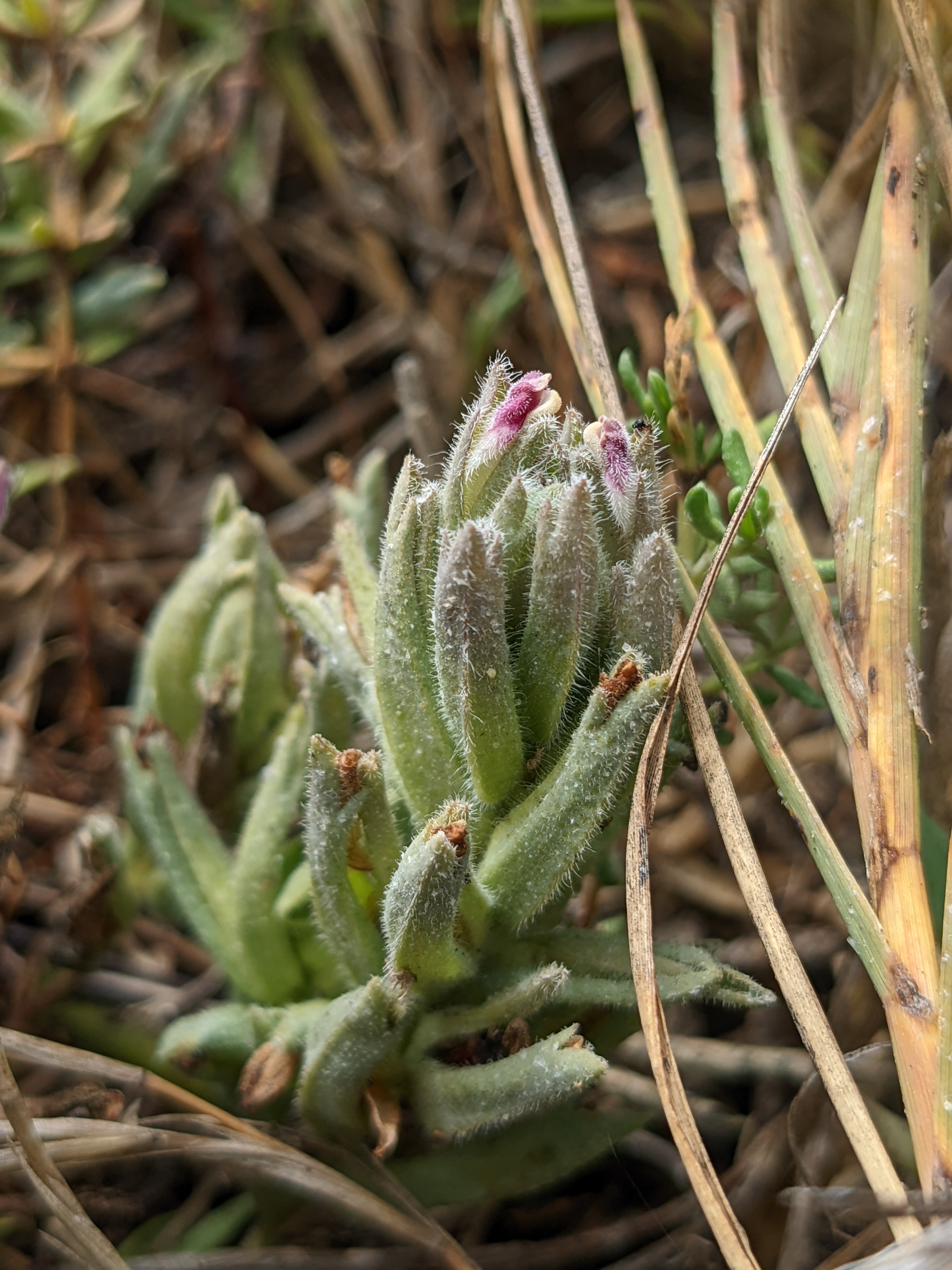 Marsh Para Cress, Common name- Marsh Para Cress Botanical n…