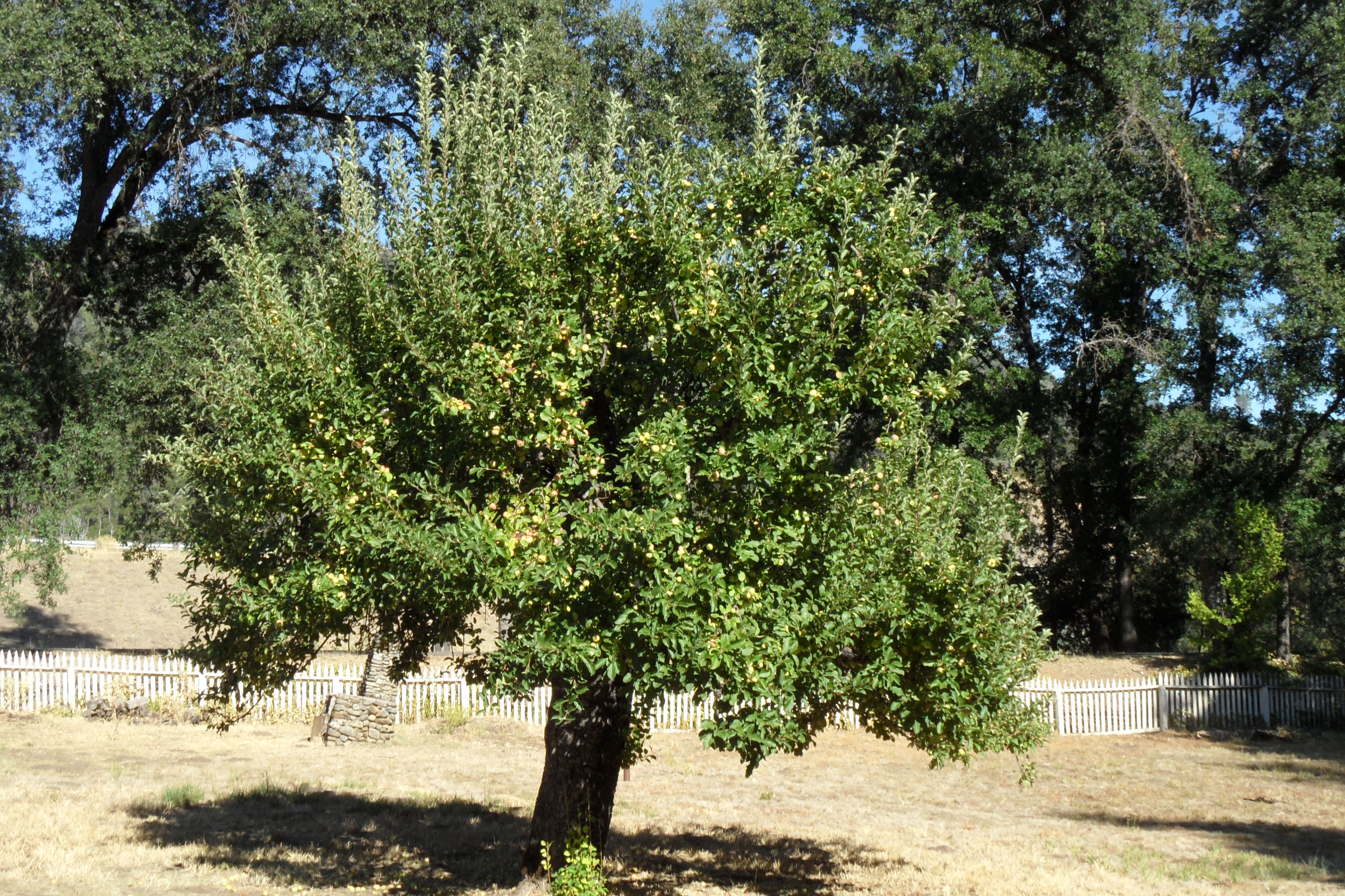 Brackish Ferrelle – Once A Tree Camden