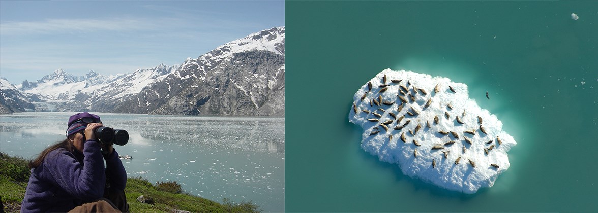 a woman using binoculars near water on left and on right an iceberg with seals on it