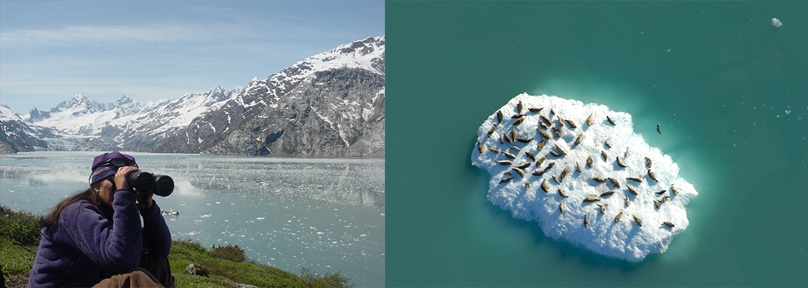 photocollage a woman using binoculars near water on left and on right an iceberg with seals on it