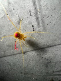 Harvestman painted with pink for later recapture
