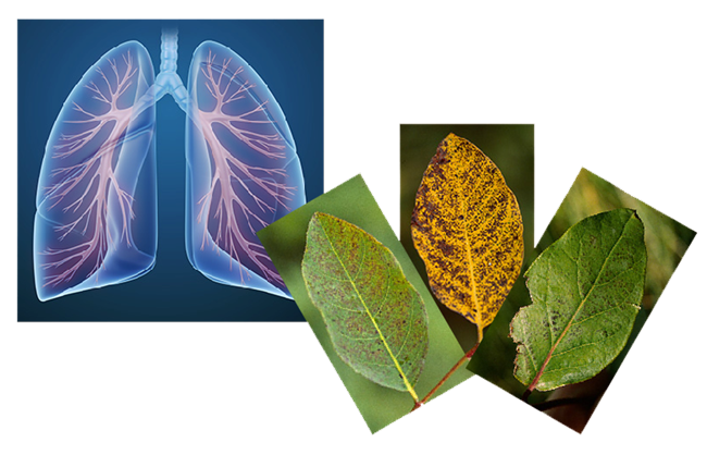 Effects of Ozone A graphic of human lungs on the left, three leaves in various stages of disease on the right.