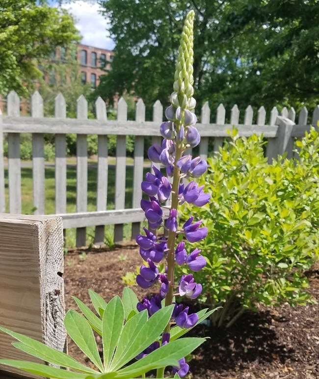 Blueish-purple bell-shaped flowers in mulched garden with white fence in rear