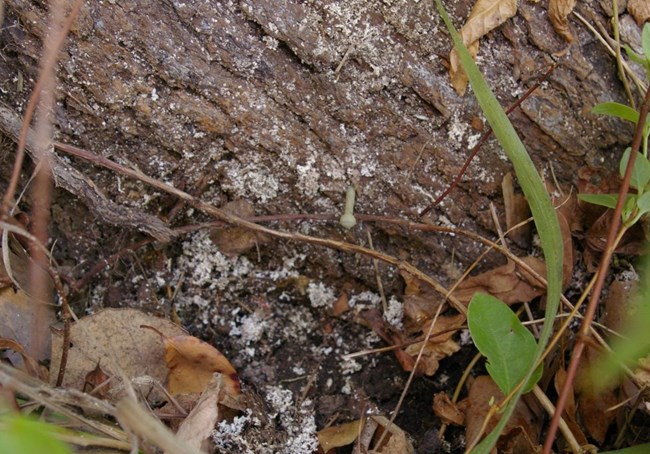 The position of the polymer nail in the photo of the exposed tree root shows how much growth occurred since the beginning of the project. Stump (root flare) with polymer nail marking the location of the stump/ground surface intersection at the beginning of project.