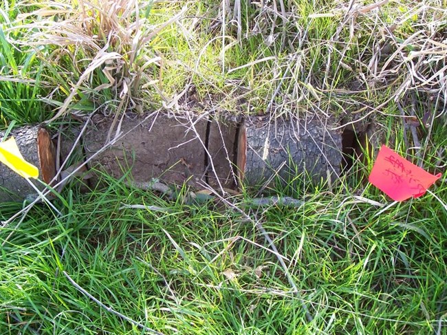 Figure 22. An exposed root on Mound A, perpendicular to the slope, sampled for geomorphological analysis. Thick green ground cover grass lies around and among the sawn root segments, with longer dried grasses above. Figure 22. An exposed root on Mound A, perpendicular to the slope, sampled for geomorphological analysis. Thick green ground cover grass lies around and among the sawn root segments, with longer dried grasses above.