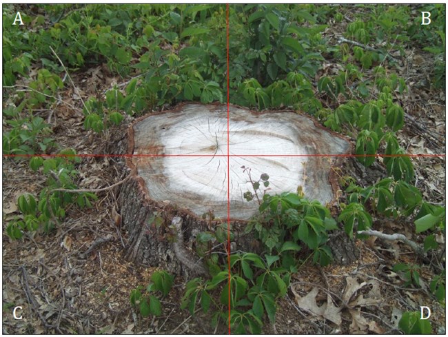 Figure 6. Quadrant system for counting exposed roots. A and B quadrants are upslope of the stump, and C and D quadrants are downslope from the stump. A quadrant graphic overlay of the exposed roots and stump of a tree, with A and B quadrants upslope and C and D quadrants downslope of the stump.