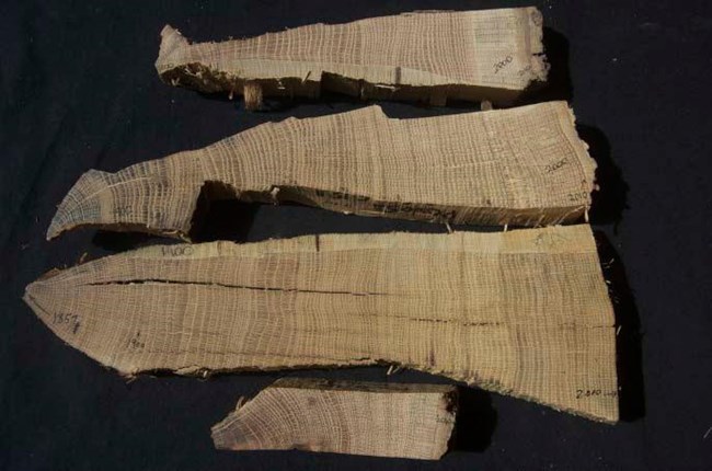 Figure 7. Sanded and tree-ring dated white oak cross sections from Poverty Point. Cross sections of wood from poverty point, sanded and three tree-ring dated white oak samples shaped like axe-heads at the top and a doorstop-shaped one at the bottom.