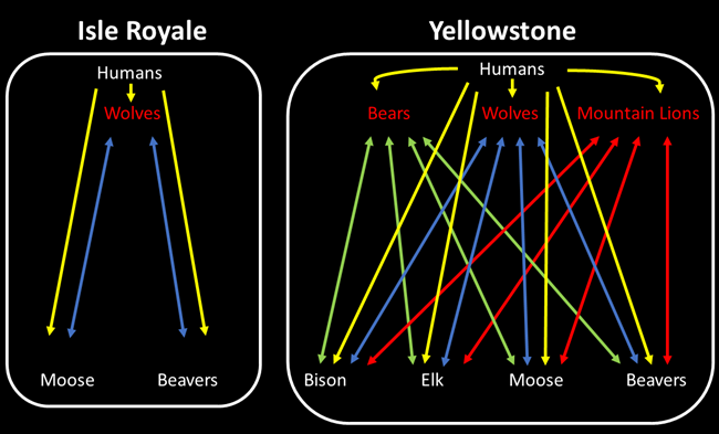 Isle Royale and Yellowstone National Parks Ecosystem Comparison Ecosystem comparison of Isle Royale and Yellowstone National Parks. Isle Royale has a simpler ecosystem.