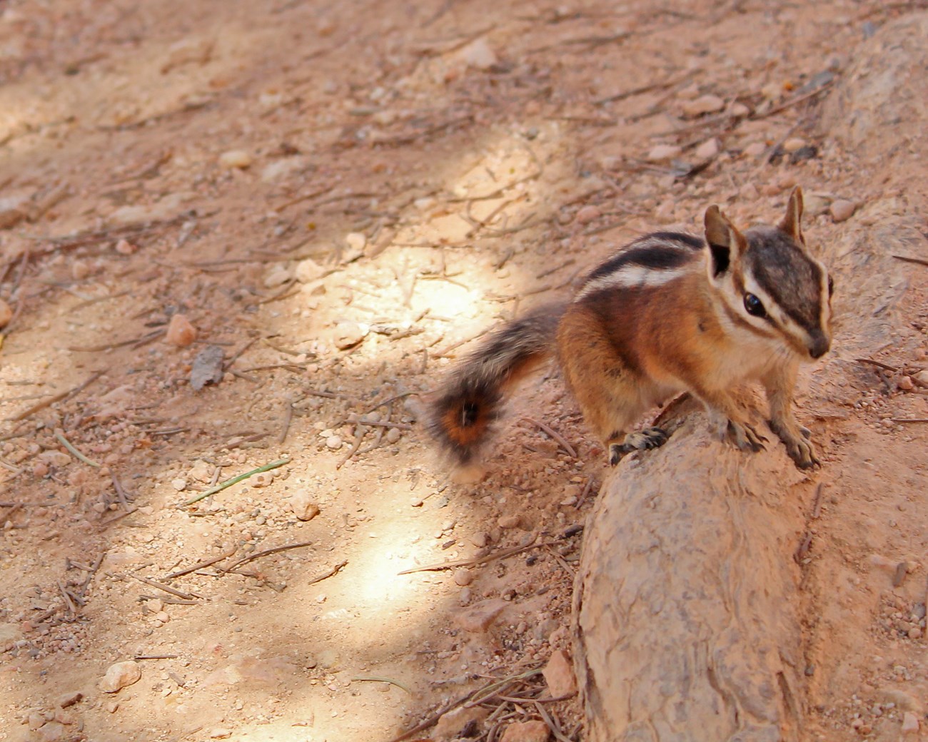 Chipmunk coming to beg Chipmunk approaching the camera along a dirt trail.