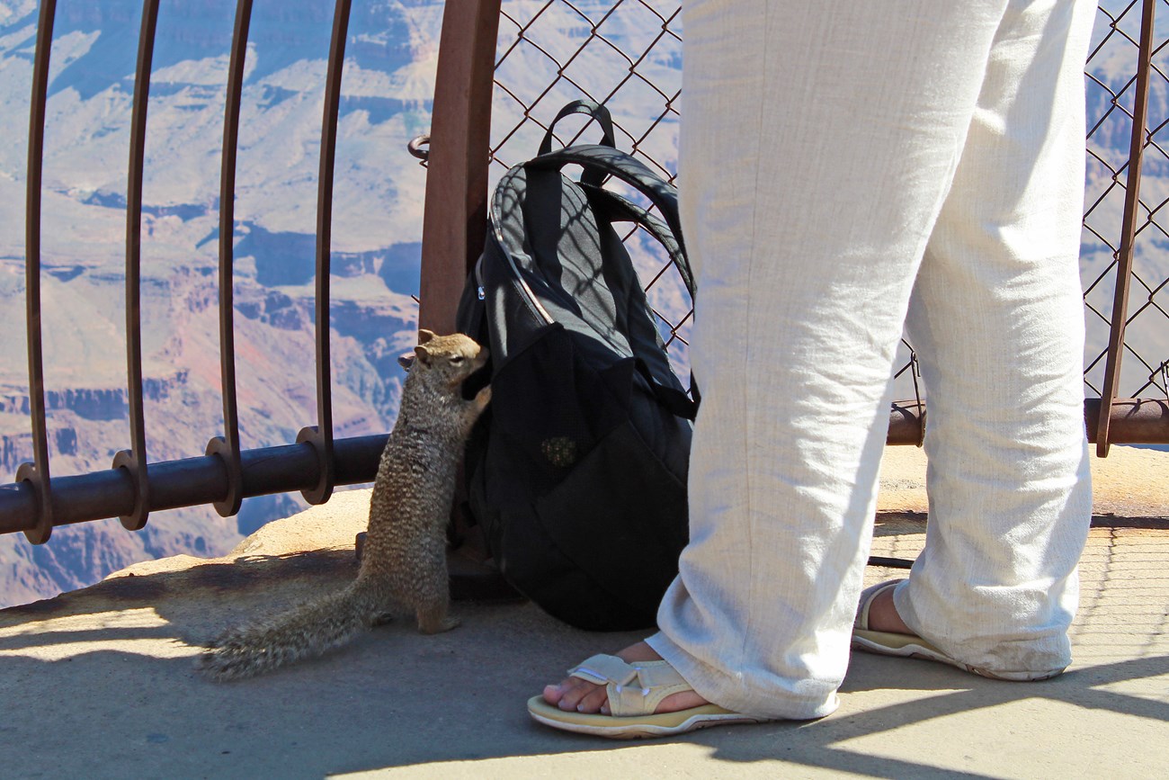 Ground squirrel getting into a backpack in Grand Canyon National Park Squirrel trying to enter a person's backpack, which is on the ground by their feet at the bottom of a fence overlooking the Grand Canyon.