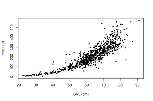 Graph showing the relationship between snake mass and vent length.