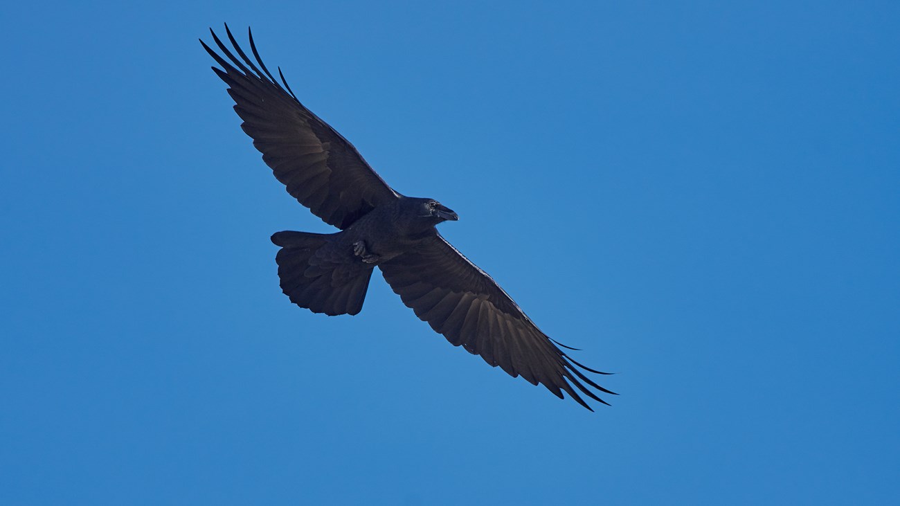 Hawk-sized black colored bird in flight, with long pointed bill and wedge-shaped tail.