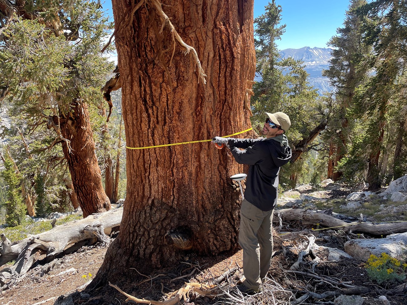 Field scientist stretches a diameter tape around a very large tree.