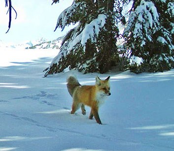 Red fox walking through snow under conifer trees.