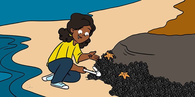 A cartoon of a researcher looking at mussel beds and a sea star.
