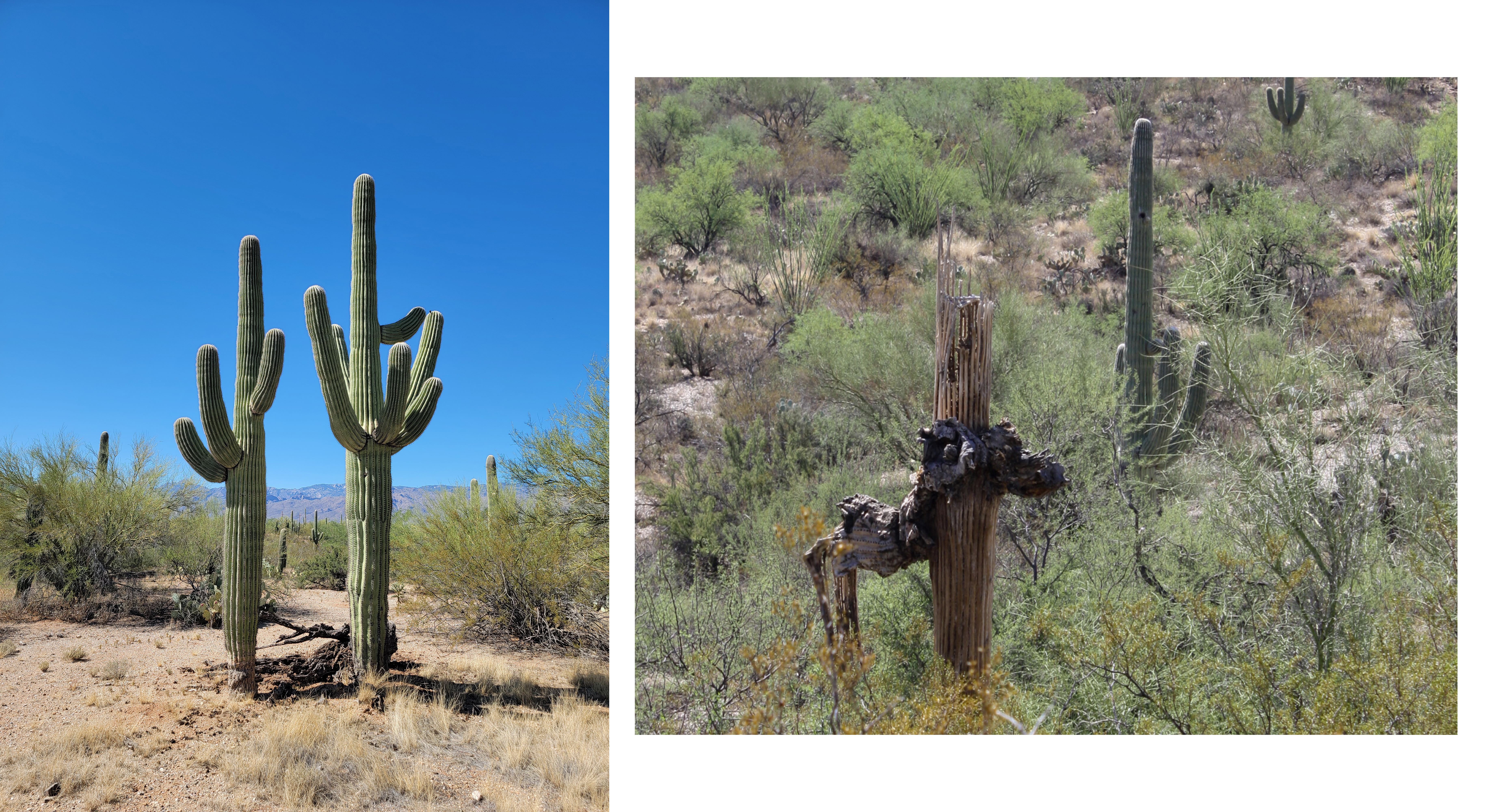 Two photos of saguaro cacti. The first is a full-plant shot, showing large saguaro cacti standing firmly in the ground. The second shows a dead saguaro that has had the flesh fall off, revealing the woody structure underneath.
