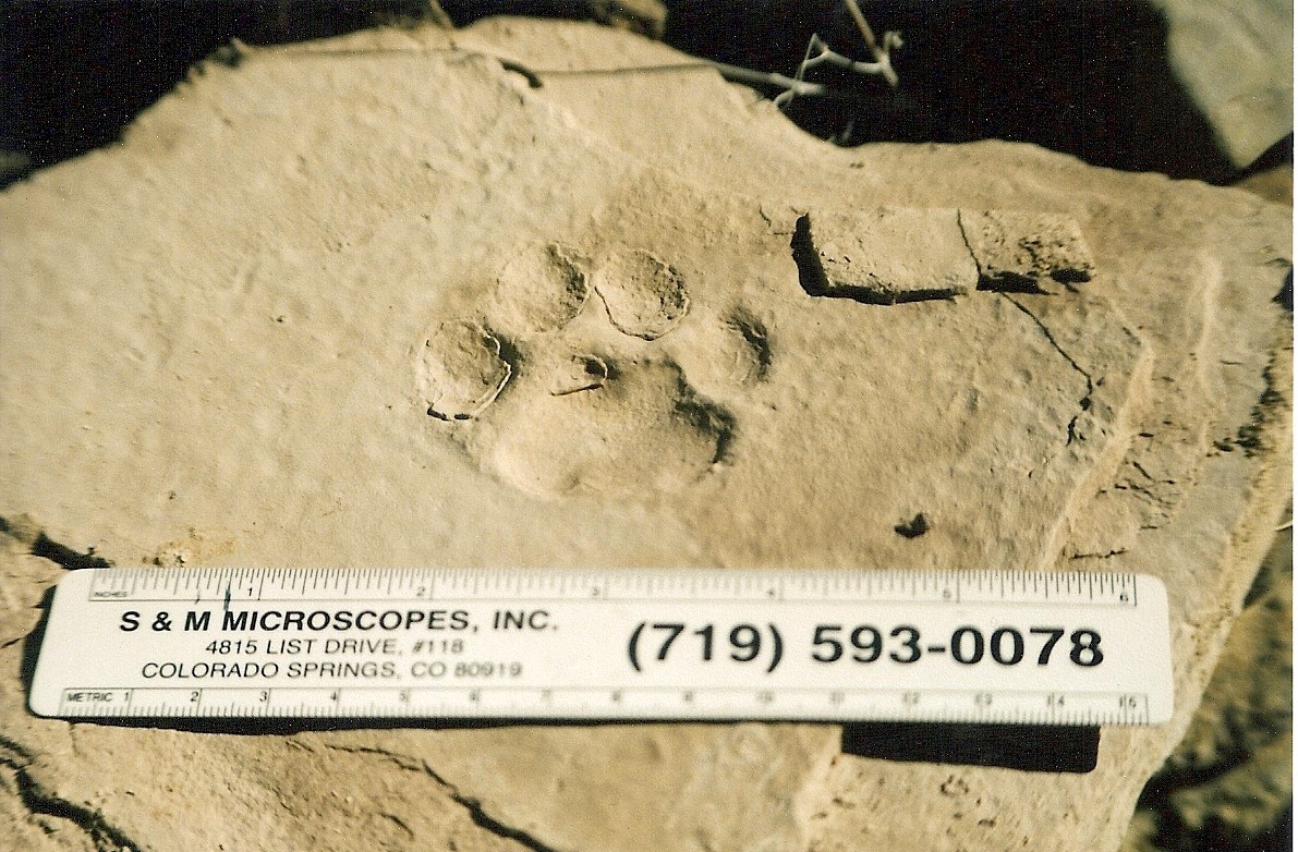 scan0002 Photo of a fossil cat track.