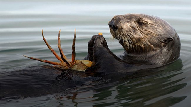 sea otter_crab A sea otter eats a crab
