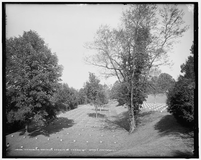 Uniform rows of headstones across the level area of terraces, covered in short turf and scattered tall trees