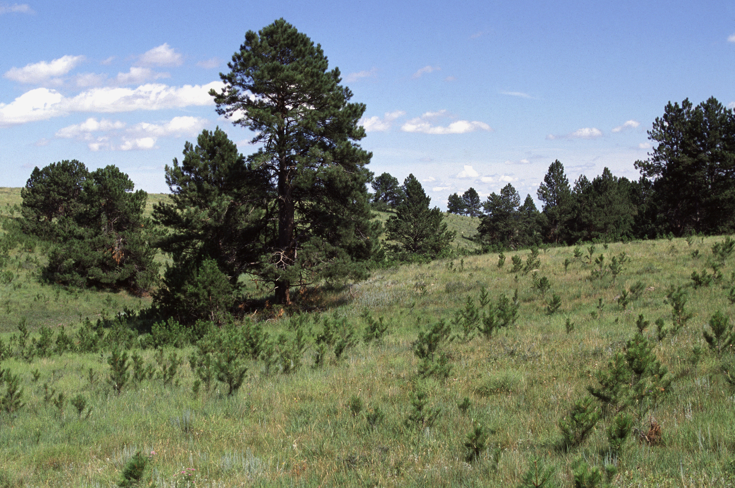 sf1787-Prairie-Encrochment.jpg?maxwidth\u003d650\u0026autorotate\u003dfalse