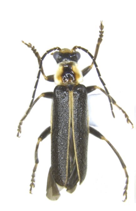 sheraldi Looking down on a long black beetle with six legs and two swept back antennae