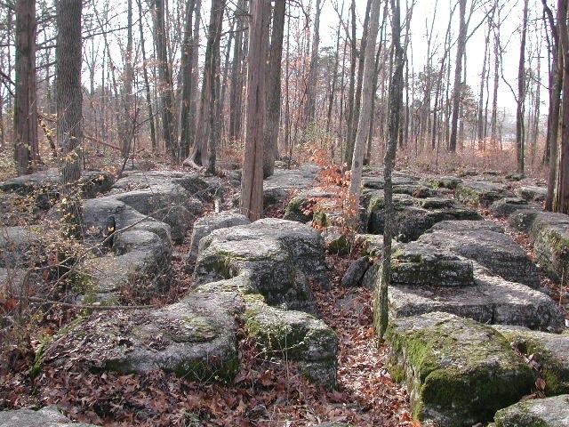 In the foreground are curved, but low to the ground rock formations that are shaped like jigsaw puzzle pieces. Small trees rise from the ground next to and between the rocks. Autumn leaves carpet the forest floor, and the thin tree trunks extend into the