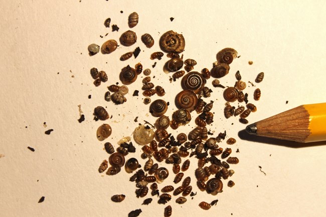 snail mixture (1) Mollusk shells artistically arranged on a beige background.