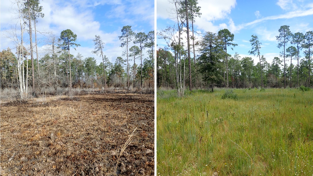wet pine savanna immediately after prescribed fire (left) and seven months later (right)