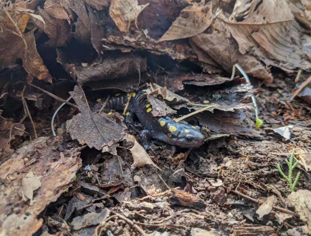 A salamander with a pattern of yellow spots emerges from a pile of leaf litter.