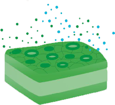 Stomata in plants Graphic of stomata, the respiratory system of plants.